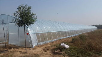 鄭州蔬菜大棚建設成本解析及實地高清大圖展示